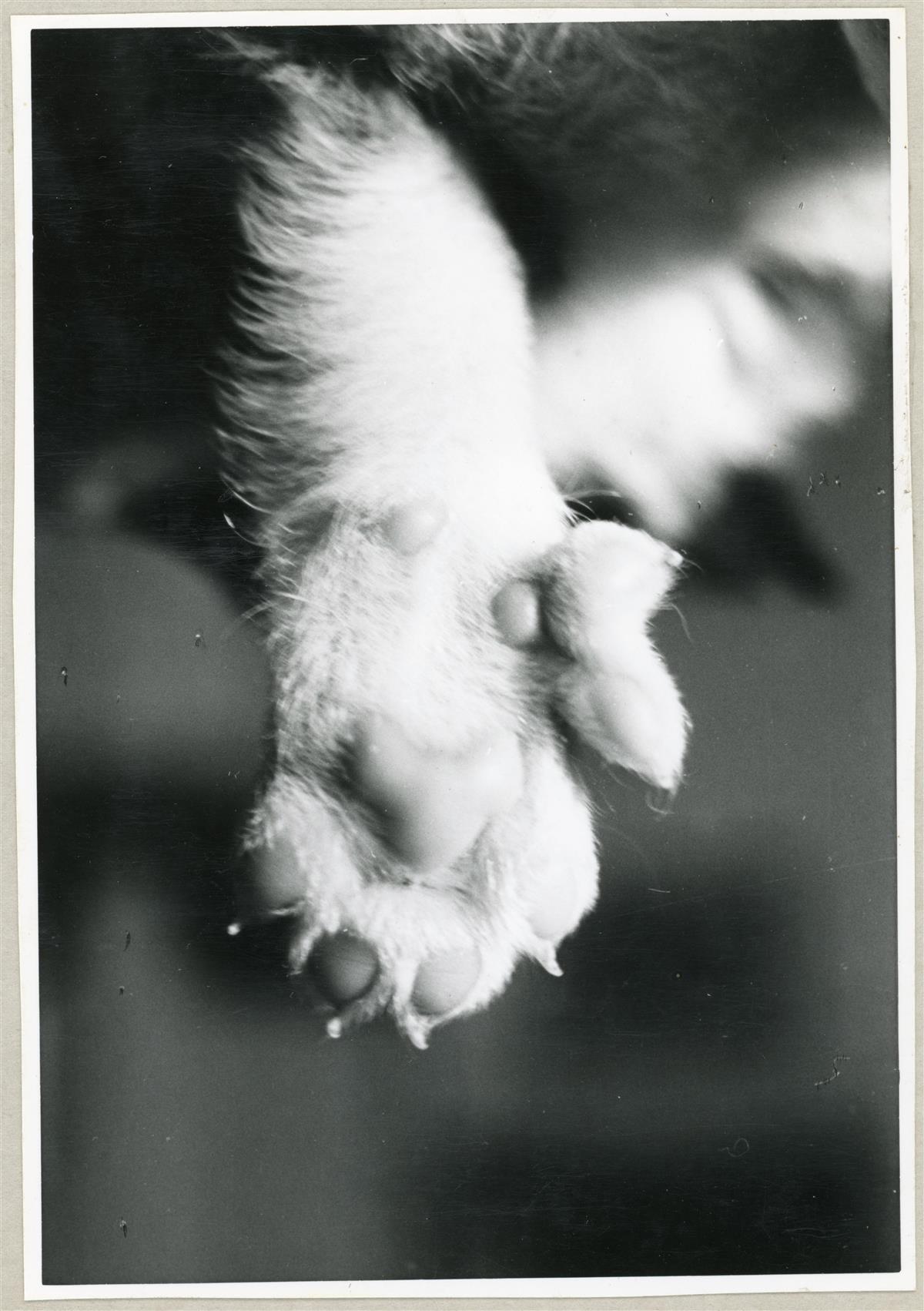 Bilde av den helt spesielle foten til lundehunden med en ekstra tå  - Klikk for stort bilde